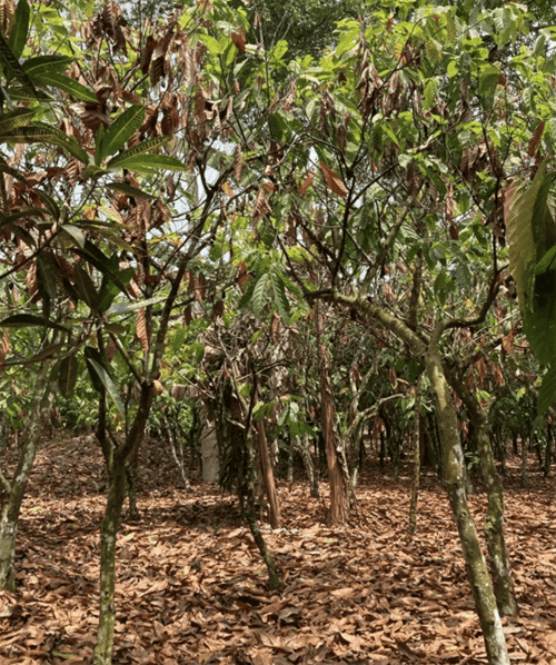 カカオの木は直射日光を受け、葉の一部が枯れている状態に。