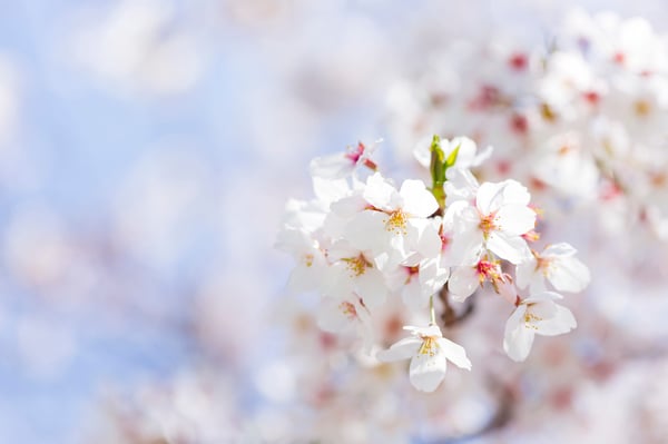 pixta_47841852_M (1)